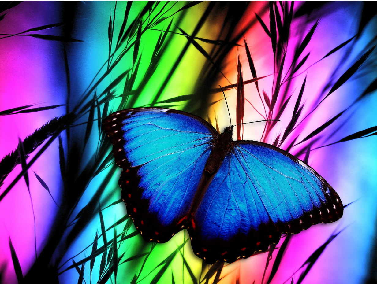aaa